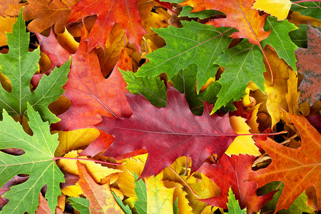 Colorful various autumn fallen leaves on the ground. Yellow, orange, green and red October autumn leaves.の写真素材