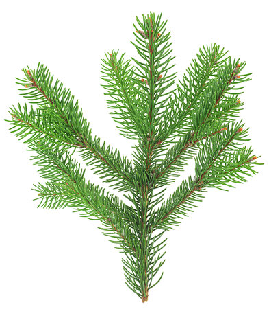 Green branch of fir tree isolated on a white background, top view. Christmas tree branch.の写真素材