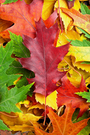 Autumn fallen leaves on the ground, top view. Yellow, orange, green and red October autumn leaves.の写真素材