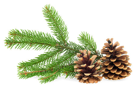 Fir tree branches and pine cones isolated on a white background. Christmas decoration.の写真素材