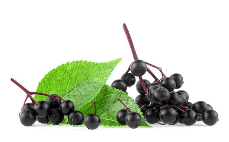 Ripe black elderberry or Elder with green leaves isolated on a white background. Sambucus. European black elder plant.の写真素材