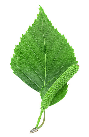 Green birch branch with catkin and green leaves isolated on a white background, top view. Medicine, cosmetology and food processing.の写真素材