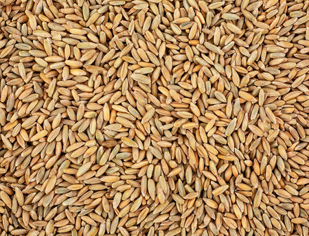 Background from dry winter rye grains, top view. Rye grain texture.の写真素材