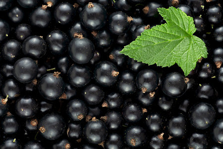 Fresh black currant berries and green leaf, top view. Black currant texture.の写真素材