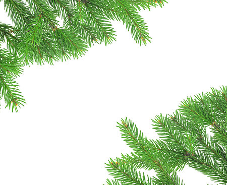 Christmas green frame isolated on a white background. Fir tree branches, top view.の写真素材