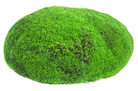 Piece of green forest moss isolated on a white backgroundの写真素材