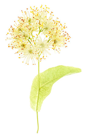 Fresh linden tree blossom isolated on a white background. Linden flowers.の写真素材
