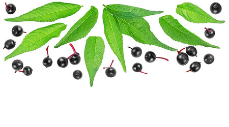 Ripe black elderberries with green leaves isolated on a white background, top view. Space for text.の写真素材