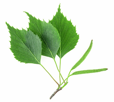 Green birch buds and leaves isolated on a white background, top view. Young branch of birch.の写真素材