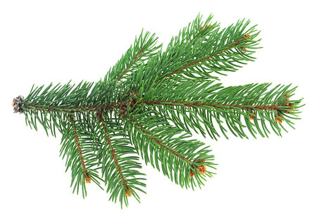 Christmas tree branch isolated on a white background. Spruce twig.の写真素材