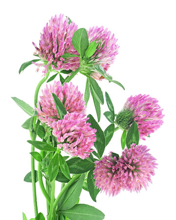 Bouquet of fresh blooming clover flowers isolated on a white background. Red Clover, Trifolium pratense.の写真素材