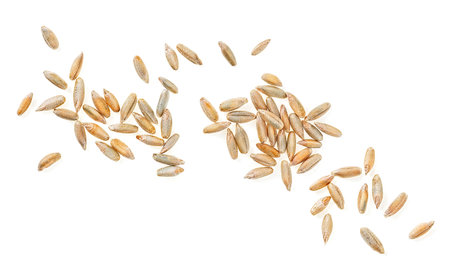 Grains of rye isolated on a white background, view from above. Rye seeds.の写真素材