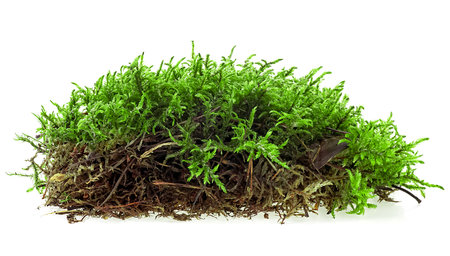 Piece of green forest moss isolated on a white background. Green wet moss.の写真素材