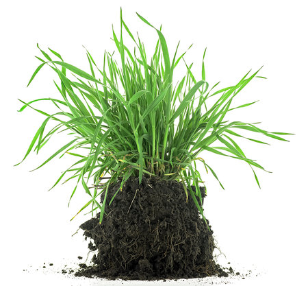 Green meadow grass with roots in black soil isolated on a white background. Grass with dirt.の写真素材