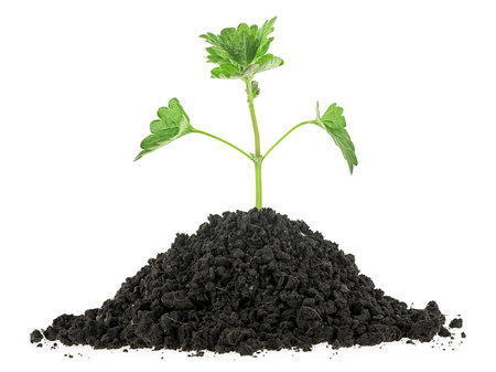 Young green plant in soil isolated on a white background. New life.の写真素材