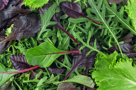 Salad mix leaves as background, top view. Fresh salad with arugula, purple lettuce, spinach, frisee and chard leaves.の写真素材