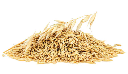 Whole grains of oats and oat spikelet isolated on a white background. Concept of healthy eating.の写真素材