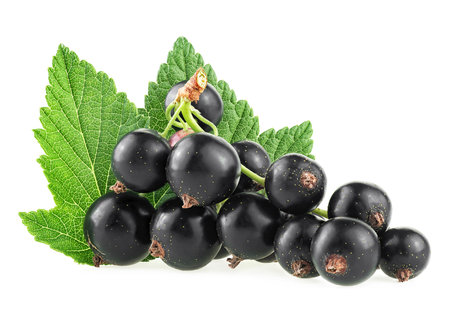Fresh black currant berries with green leaves isolated on a white backgroundの写真素材