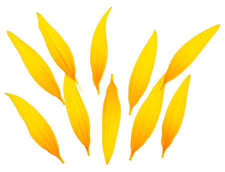 Fresh sunflower petals isolated on a white background, top view. Flat lay.の写真素材