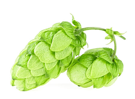 Fresh green hop cones isolated on a white background. Organic hop flowers.の写真素材