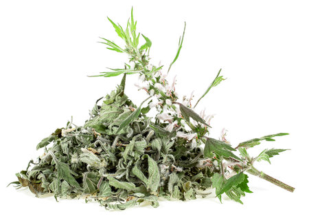 Pile of dried motherwort plant and fresh branch of motherwort isolated on a white background. Herbal medicine - Leonurus Cardiaca.の写真素材