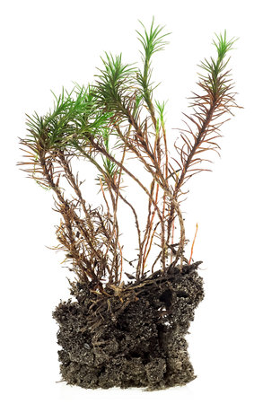 Fresh green moss in soil isolated on a white background. Forest moss.の写真素材