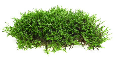 Green moss isolated on a white background. Green forest moss. Bryophyta.の写真素材