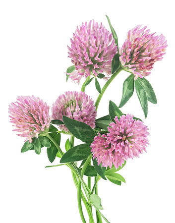 Fresh bunch of pink clover flowers isolated on a white background. Medicinal herbs, Trifolium pratense.の写真素材