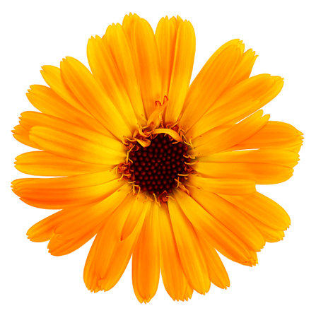 Orange flower of calendula isolated on a white background, top view. Marigold flower.の写真素材