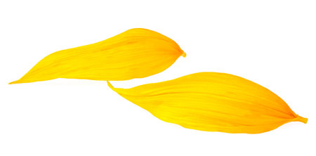 Two yellow petals of sunflower isolated on a white background. Fresh sunflower petals.の写真素材