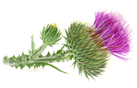 Herbal medicine - Blessed milk thistle flowers isolated on a white background. Silybum marianum herbal remedy, Saint Mary's Thistle, Marian Scotch thistle.の写真素材
