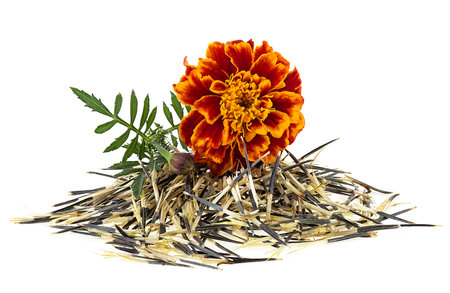 Orange marigold flower with seeds isolated on a white background. Mexican marigold.の写真素材