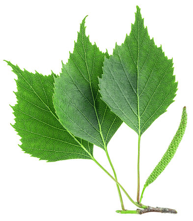 Green birch leaves and catkin isolated on a white background, top view. Young branch of birch.の写真素材