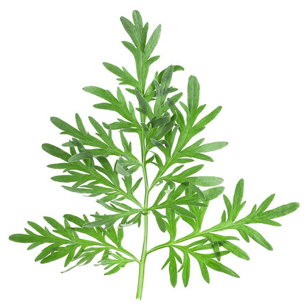 Sprig of medicinal wormwood isolated on a white background, top view. Sagebrush sprig. Artemisia.の写真素材