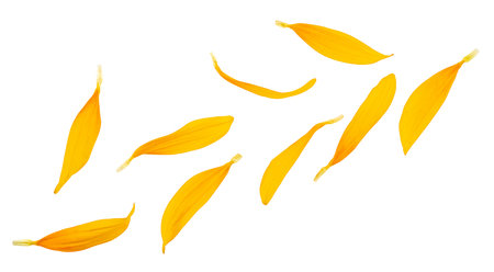 Sunflower petals isolated on a white background, view from above. Yellow petals.の写真素材