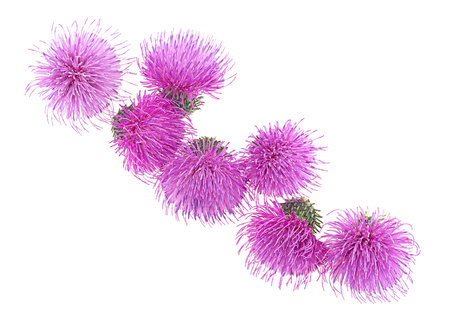 Silybum marianum - spring young thistle flowers isolated on a white background, view from above.の写真素材