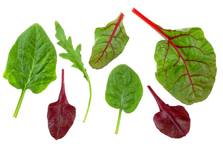 Healthy and diet food - salad mix with rucola, spinach, leaves of red chard and leaves of bulls blood on white background.の写真素材