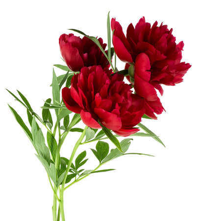 Bouquet of blooming red peony flowers isolated on a white backgroundの写真素材