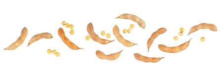 Dried soybean pods and beans isolated on a white background, top view.の写真素材