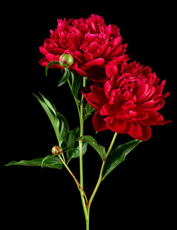 Bouquet of beautiful blooming red peony flowers on a black backgroundの写真素材