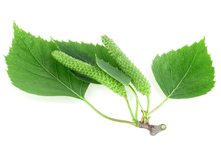 Young branch of birch with buds and green leaves isolated on a white backgroundの写真素材
