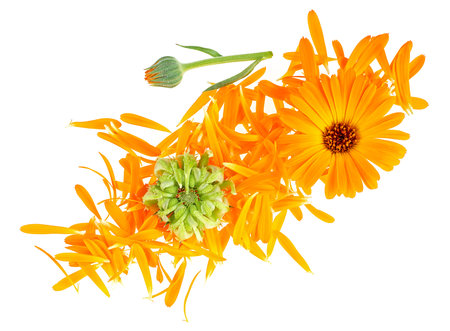 Calendula flowers with buds and petals isolated on a white background, top view. Marigold flowers.の写真素材