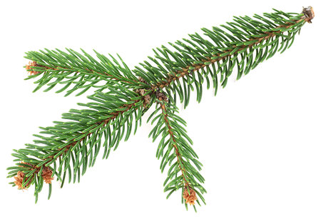 Green spruce or pine branch with needles isolated on a white background. Branch of fir Christmas tree.の写真素材