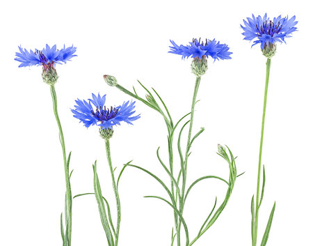 Set of blue flowers of knapweed isolated on a white background. Centaurea cyanus.の写真素材