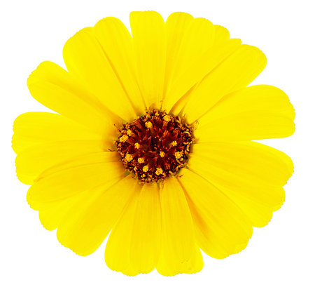Blooming yellow marigold flower isolated on a white background, top view. Calendula officinalis.の写真素材