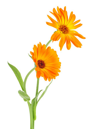 Calendula - two marigold flowers isolated on a white background. Medicinal plant.の写真素材