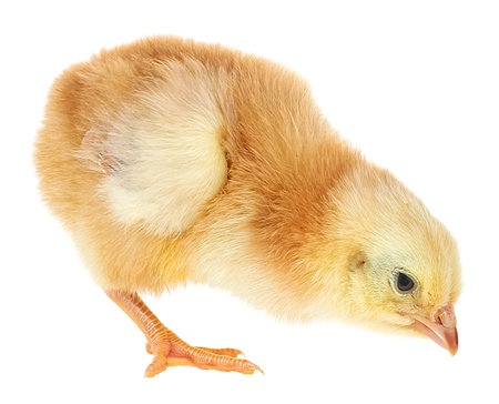 Cute little chicken isolated on a white backgroundの写真素材