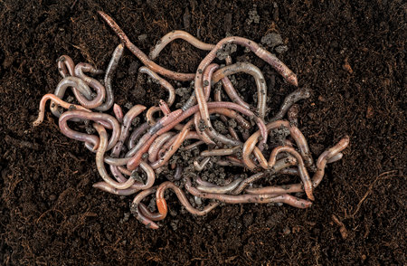 Earthworms in black soil as background, top view. Garden compost and worms.の写真素材