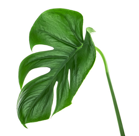Big leaf of monstera plant isolated on a white background. Tropical botanical leaves.の写真素材