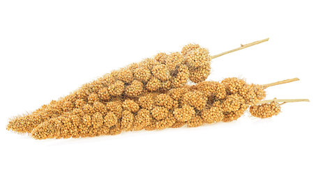 Twigs of Senegal millet isolated on a white background. Millet sticks with seeds.の写真素材